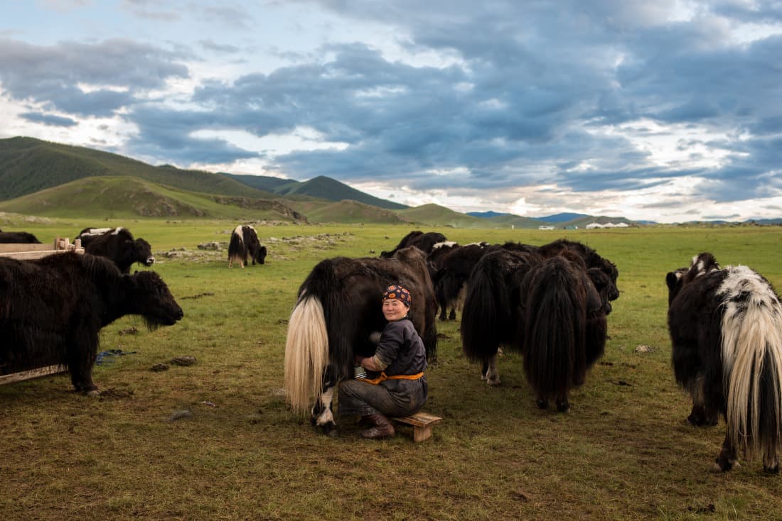 milking yak mongolia 54b8baba34ee57df48d54999
