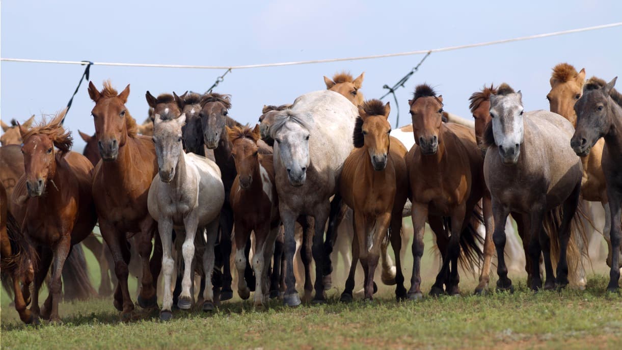 Pferdetrekking in der Mongolei