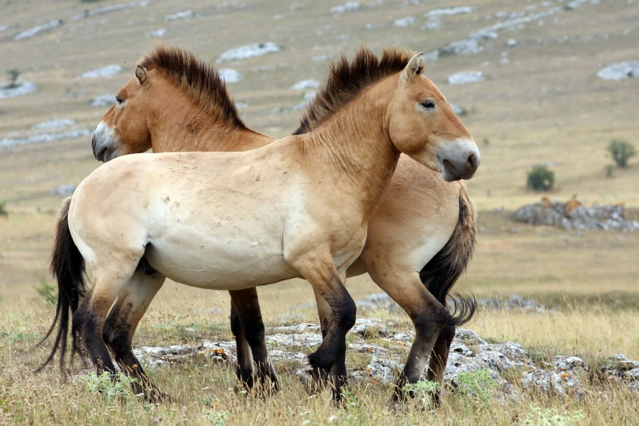 Der Nationalpark Khustain Nuruu